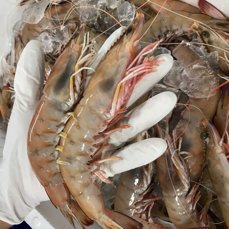 Fresh JUMBO Green Prawns Ocean Made Seafood
