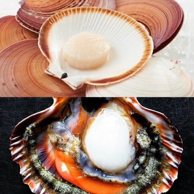 Scallops Ocean Made Seafood