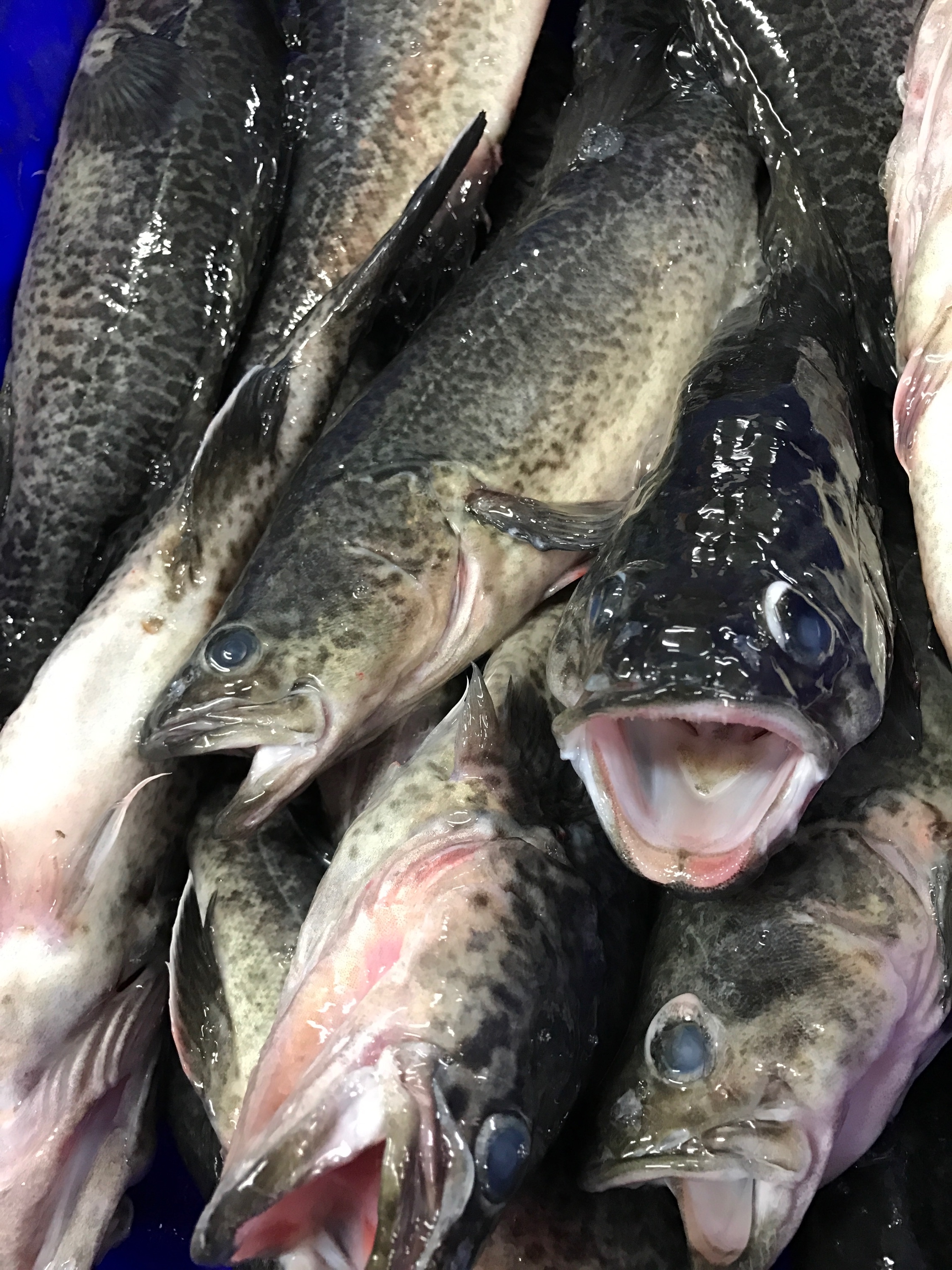 Murray Cod Ocean Made Seafood